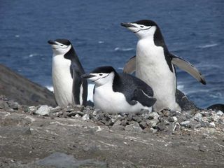 chinstrap penguins being studied on Deception Island.