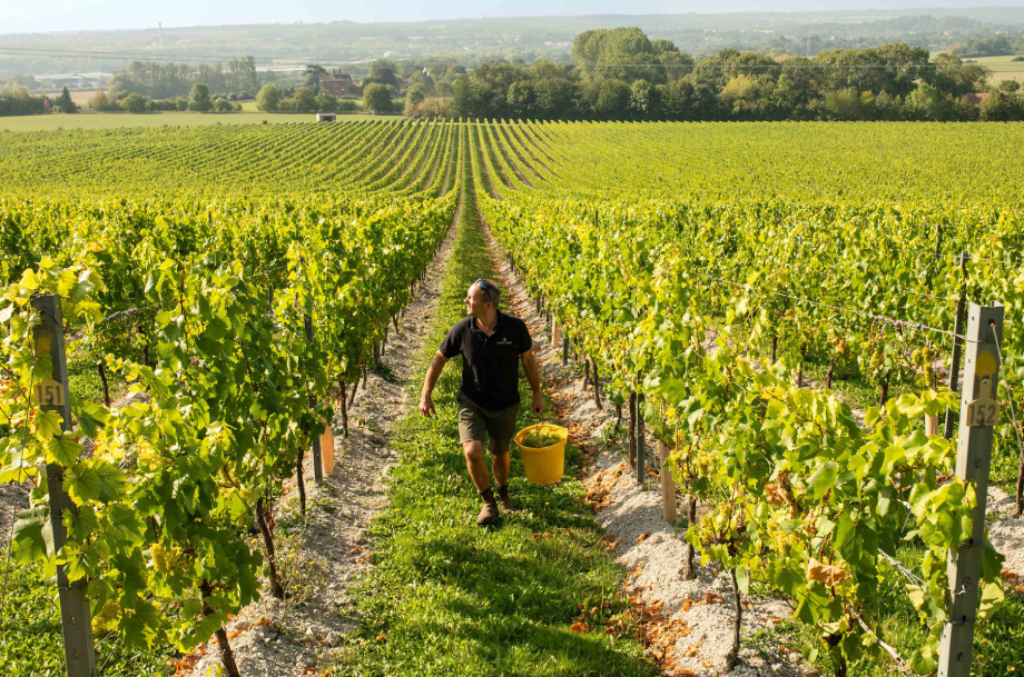 Harvest at Chapel Down.