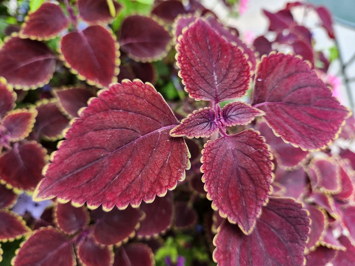 Samsung Galaxy Z Fold 4 closeup sample.