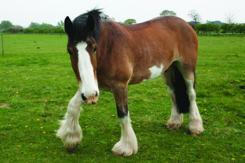 Hovis