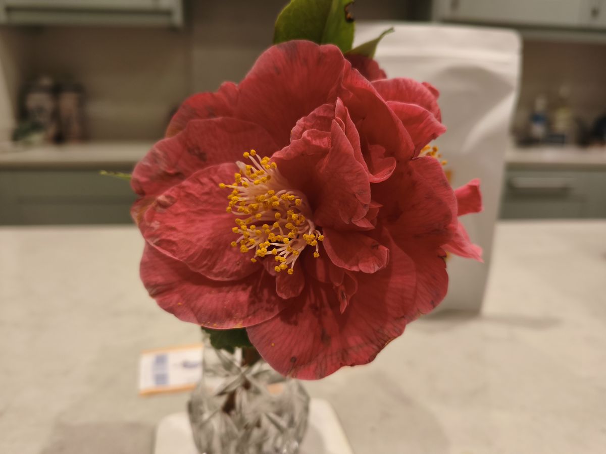 A camera sample taken on the Poco X8 Pro Max camera sample.