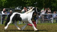 Bath and West Show