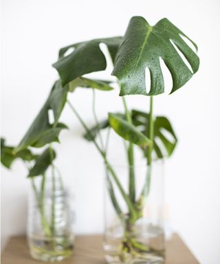 grow a monstera in water