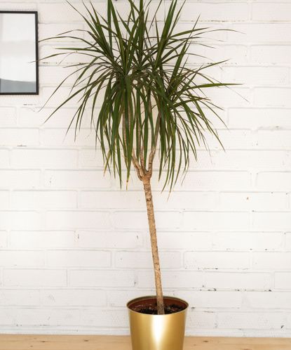 Best tall indoor plants: 10 large houseplants to add impact Homes and