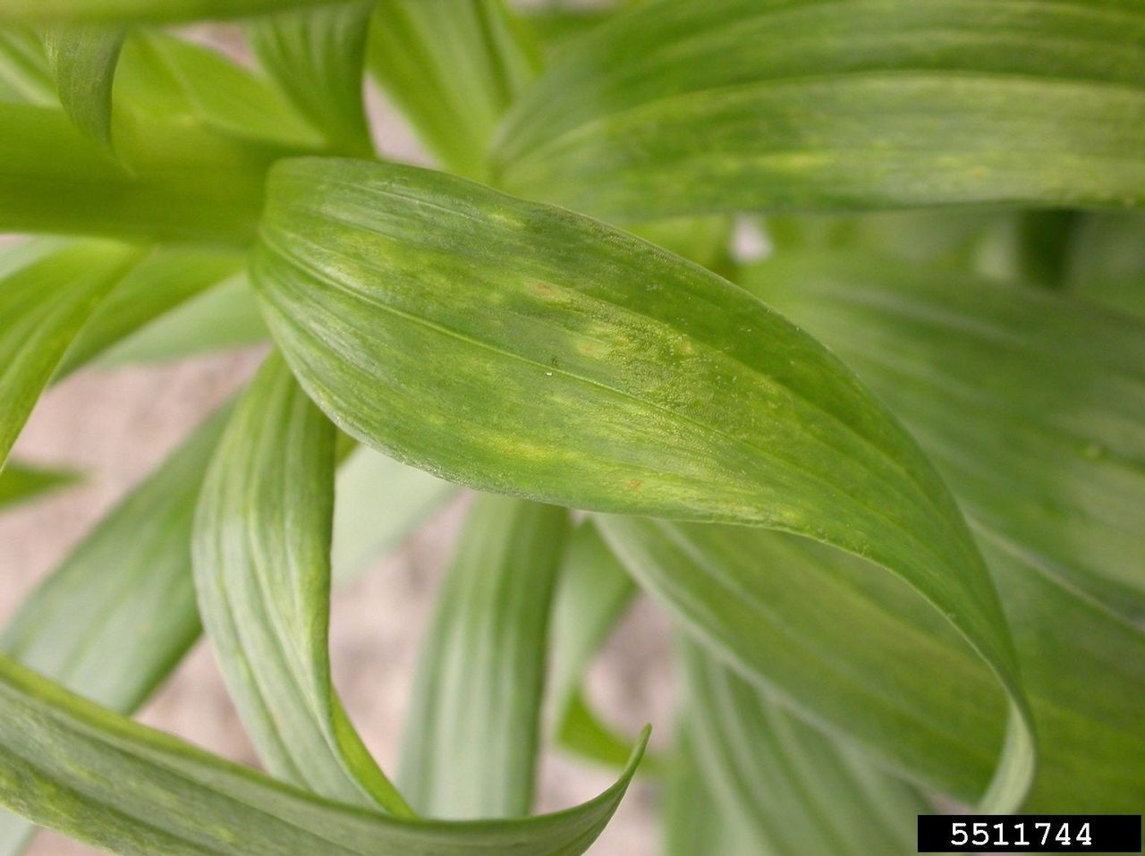 Lily Mosaic Virus On Lily Leaves