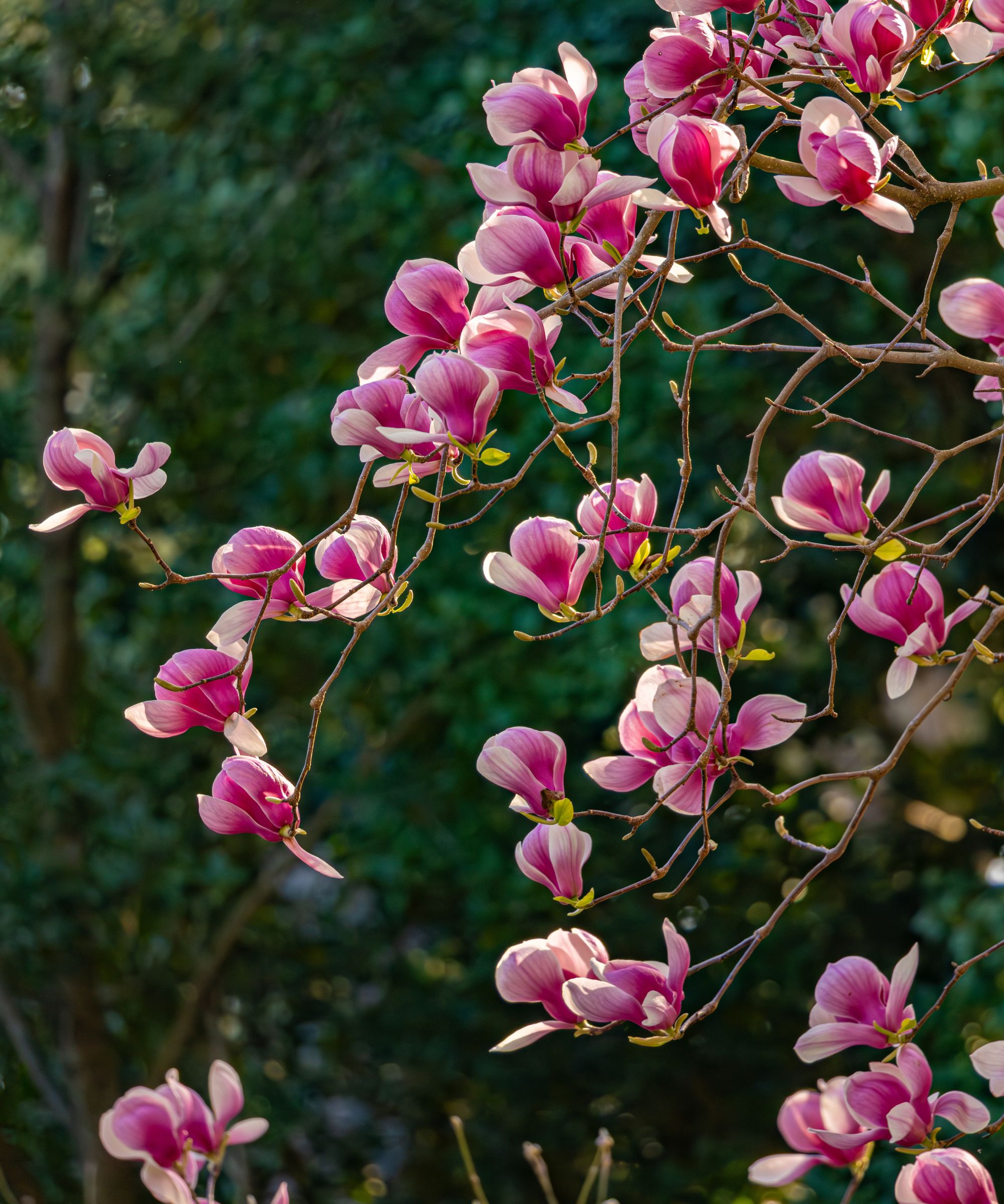 Pink magnolia flowers