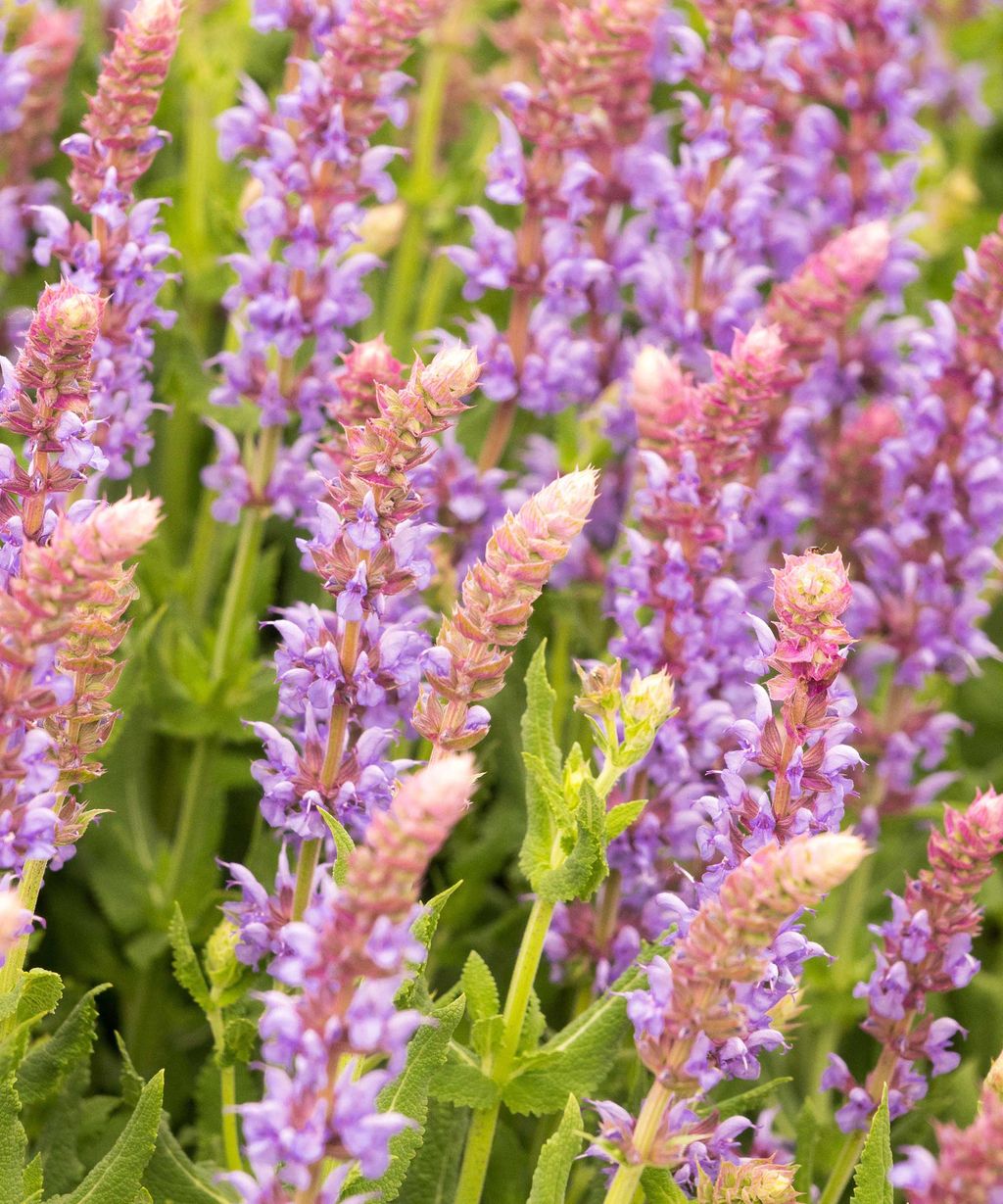 Perennial flowers to plant in May 7 of the best Homes & Gardens