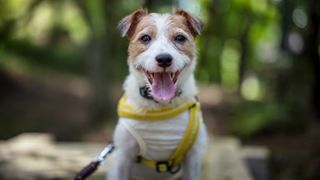 Jack Russell Terrier Dog Smiling in the Forest