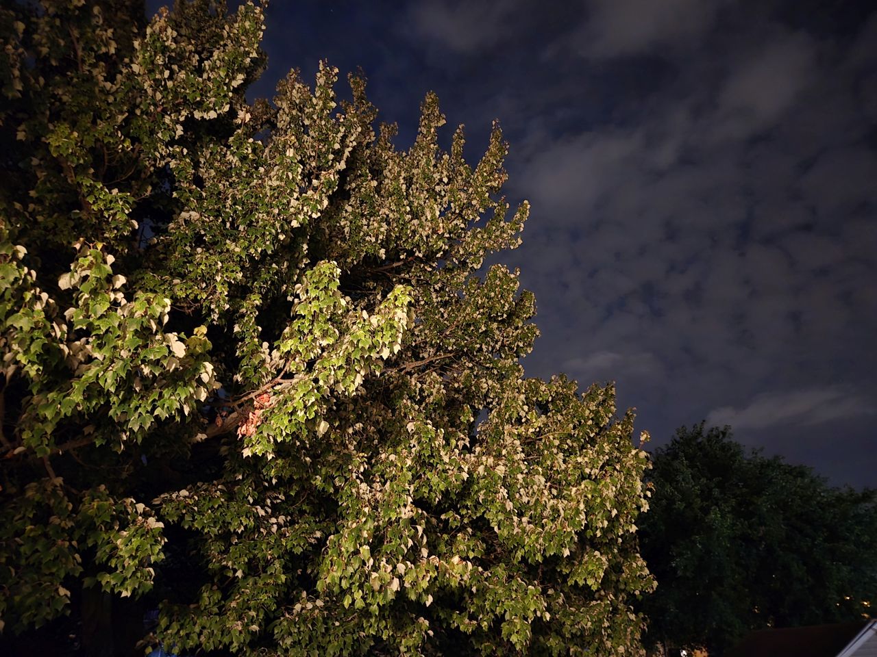 Samsung Galaxy Z Fold 6 low light sample.