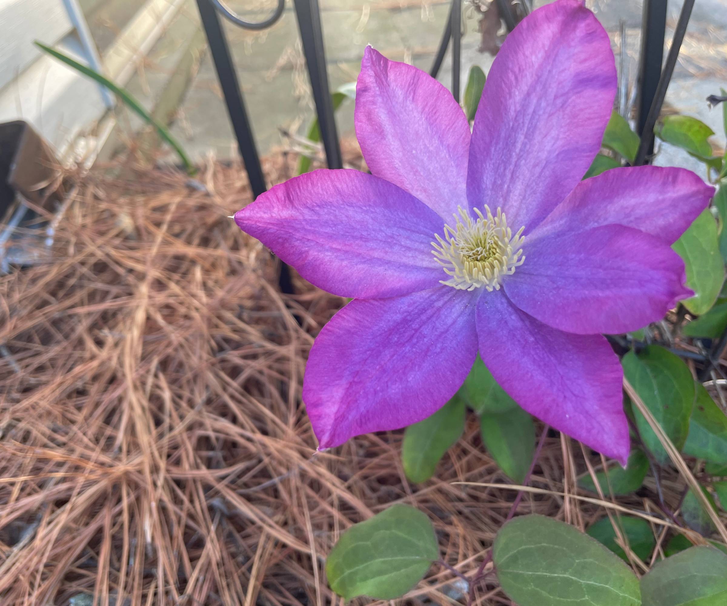 A clematis flower blooming over pine needle mulch