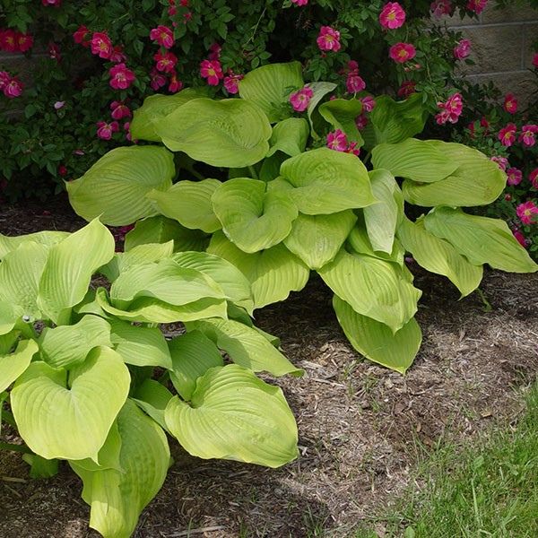Goldie Hawn’s Fountain Is Surrounded by Plants – and It’s a Masterclass in Planting Around Water