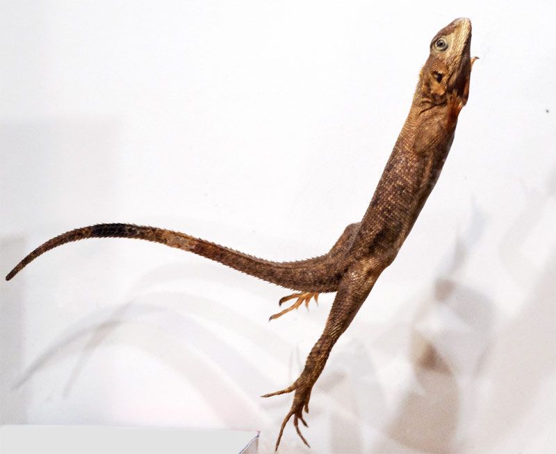 Image Gallery Acrobatic Tricks of Lizards & Robots Live Science