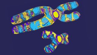 illustration of an X chromosome and Y chromosome