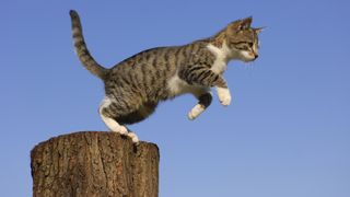 cat jumping off post