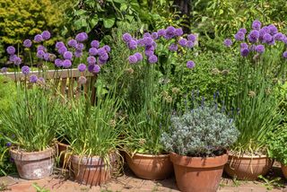 allium growing in terracotta pots