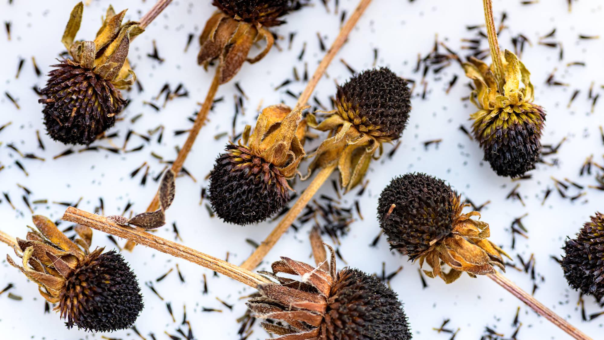 Dried seed heads of rudbeckia flowers