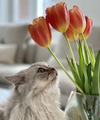 Cats with tulips