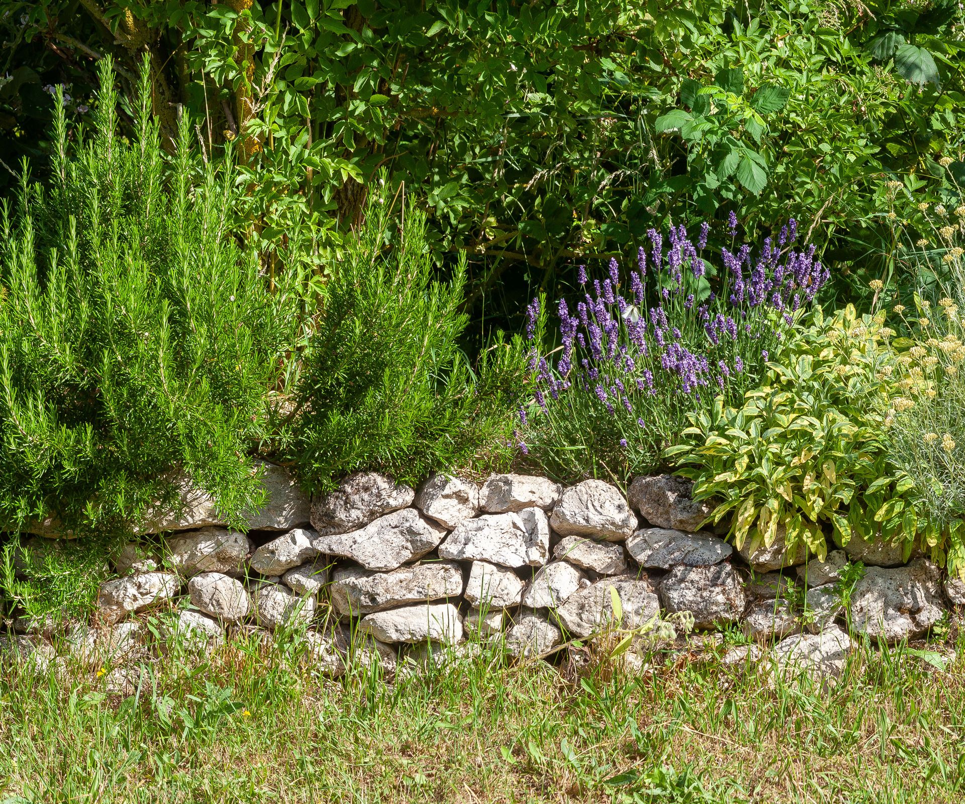 mixed herb border against stone wall with sage, rosemary and lavender