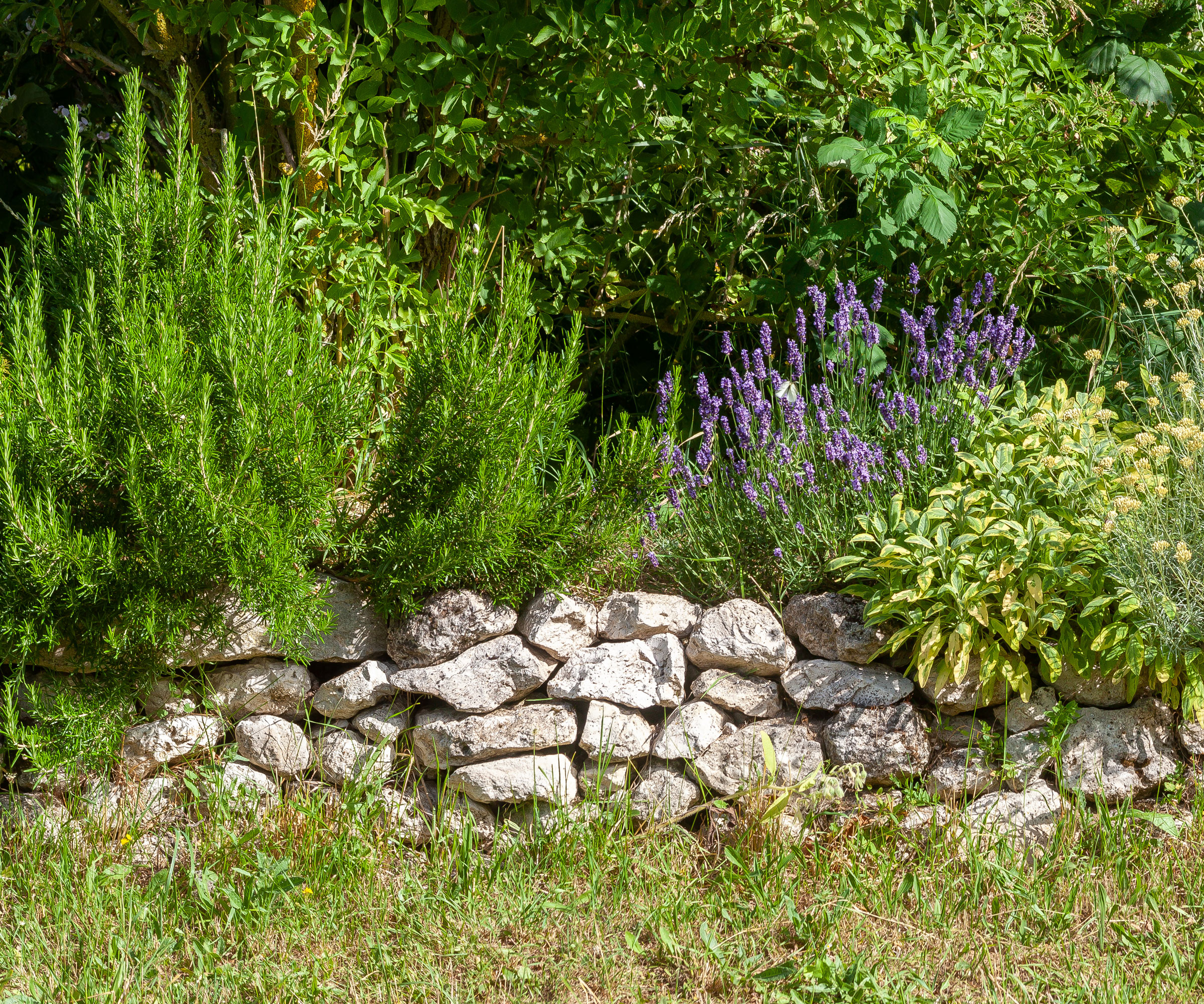 mixed herb border against stone wall with sage, rosemary and lavender