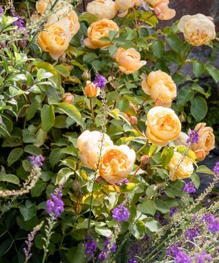 peach shrub rose with salvia
