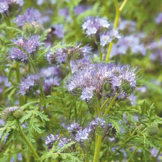 Closeup of purple flowering phacelia, a green manure cover crop