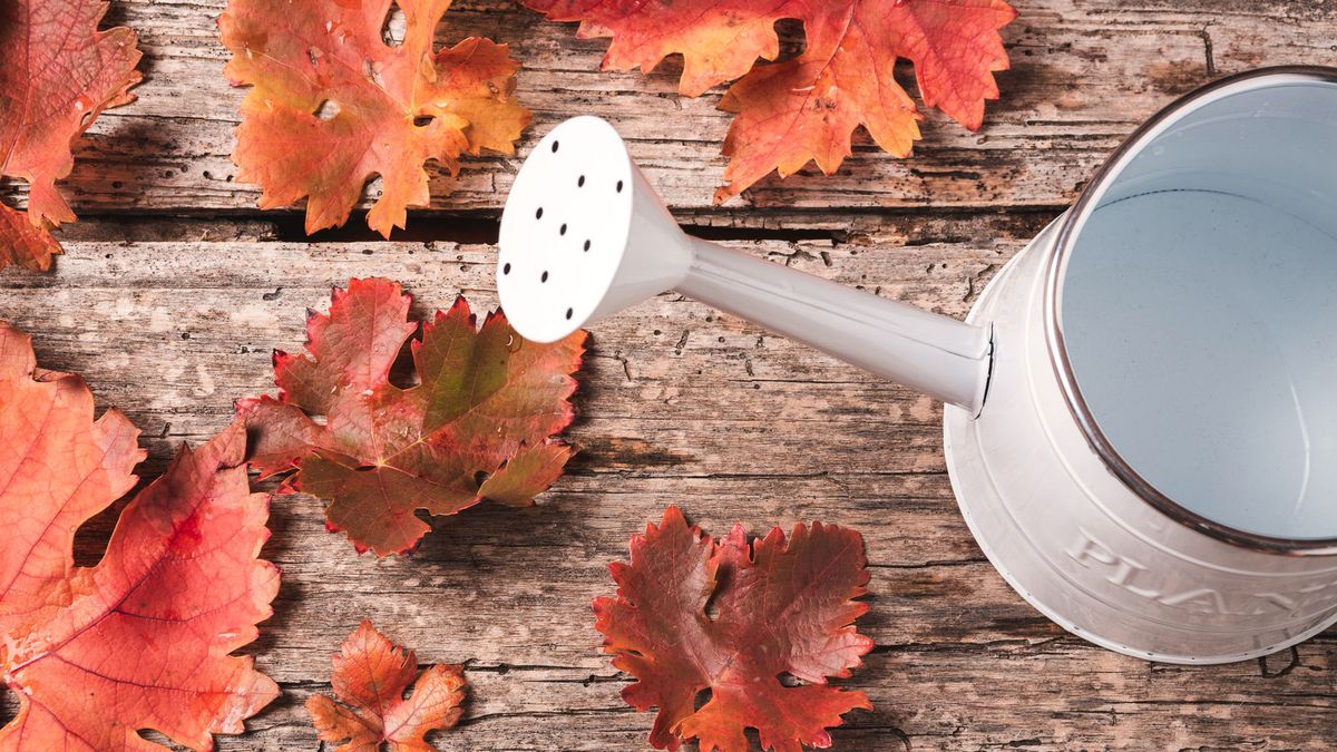 Garden Mythbusters: Is Fall Rain Enough for Newly Planted Shrubs and Trees? The Truth About Watering