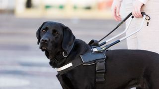 assistance dog looking into camera