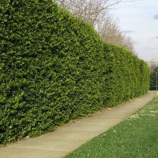 A holly hedge