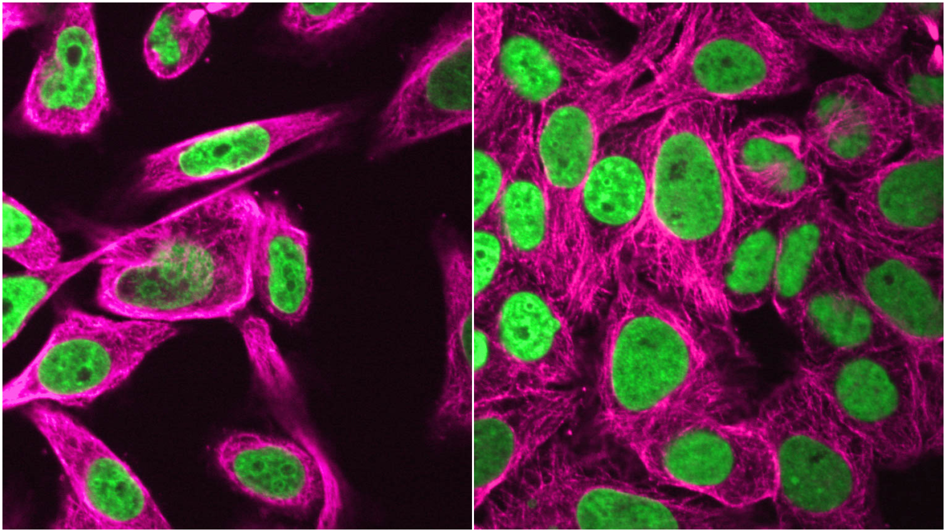 Simulated Microgravity Leaves Human Cells Largely Unchanged