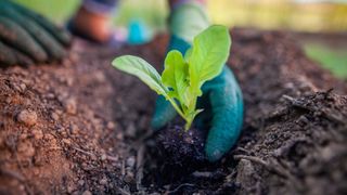 picture of gardener planting lettuce seedling