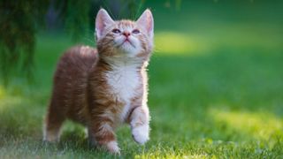 Kitten outside on grass