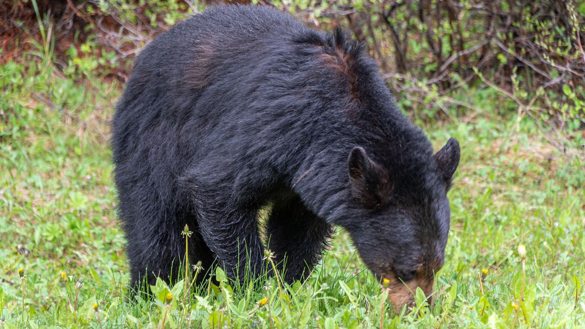 Black bear eating grass in the wild