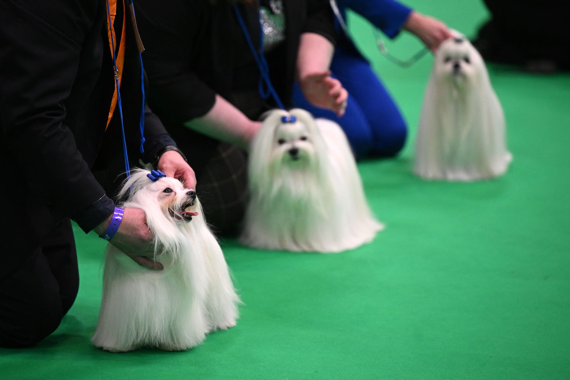 Three Maltese dogs