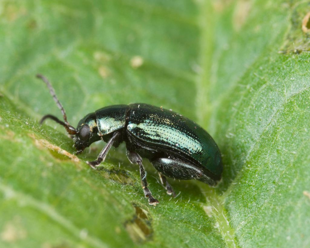 Expert Shares Pest Tip To Get Rid Of Flea Beetles Gardeningetc 0634