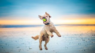 Dog at the beach