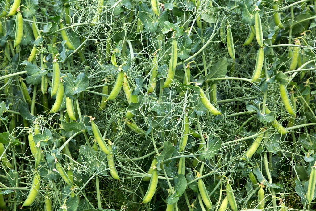 When to plant snap peas for a bumper crop Homes & Gardens