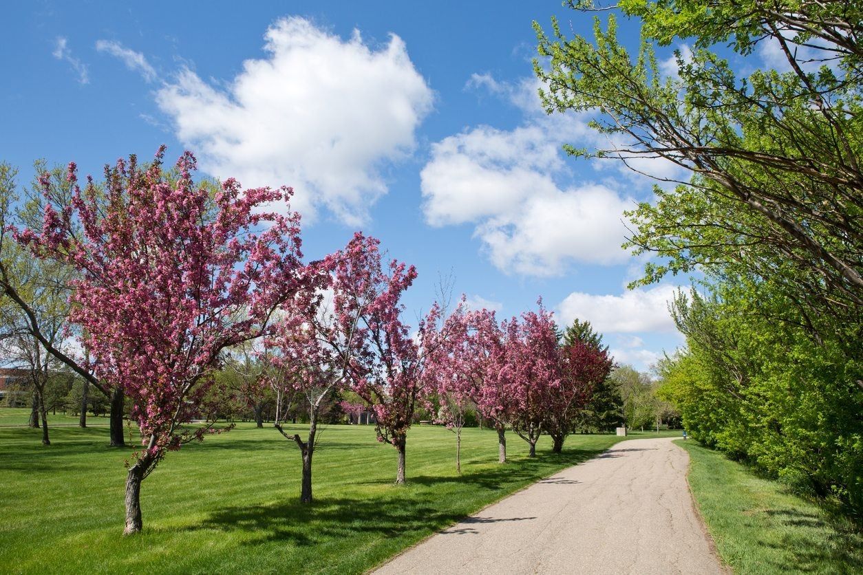 crabapple trees