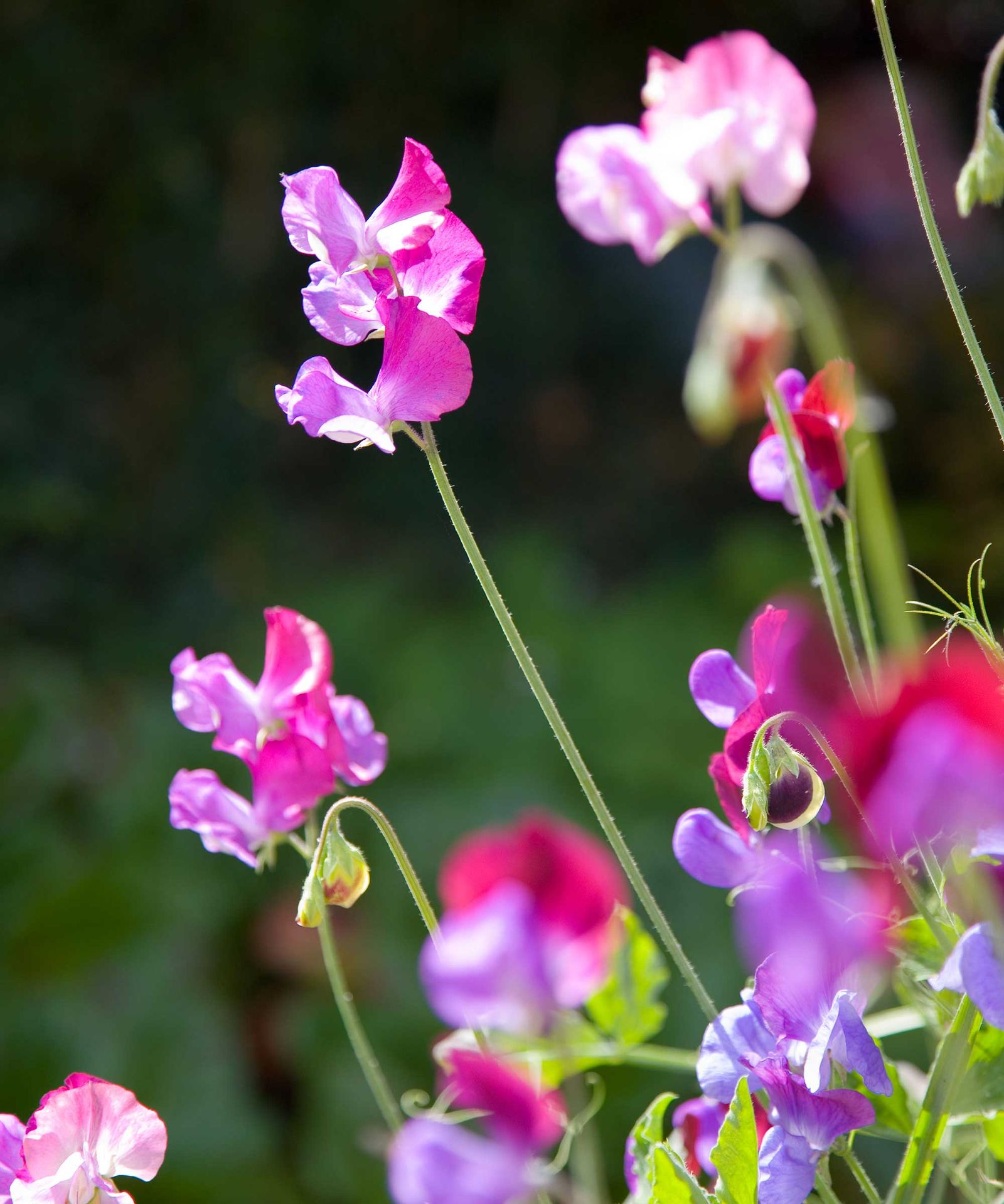 Discover some of the best plants to sow in December Homes & Gardens