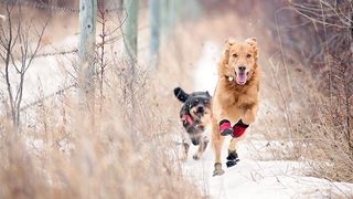 Dogs with boots on running through snow