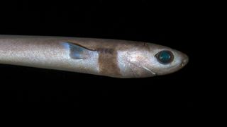 The head and front part of a cookiecutter shark swimming through dark waters.