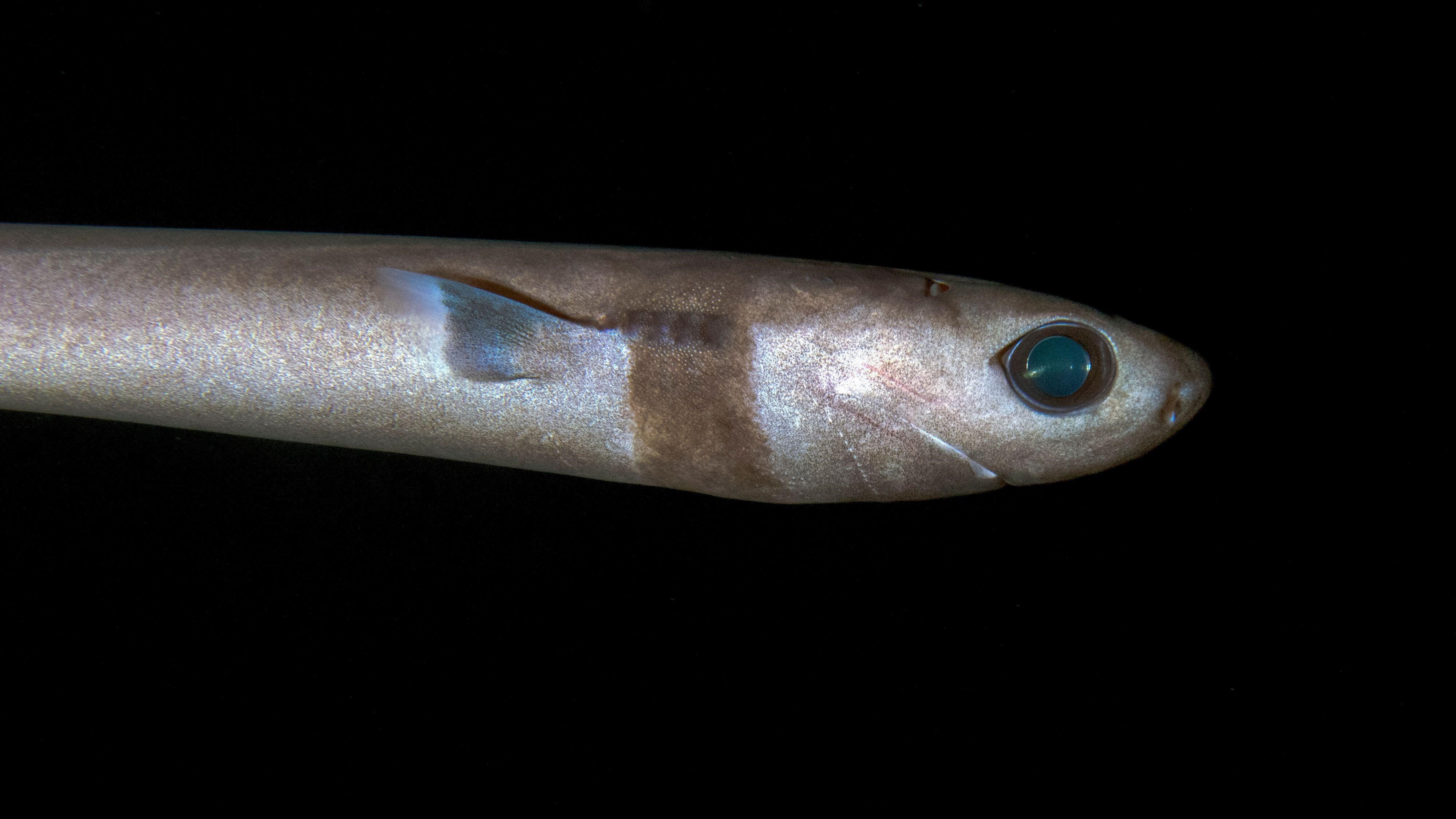 網頁設計 The head and front part of a cookiecutter shark swimming through dark waters.