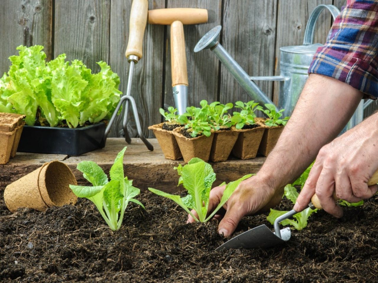 Gardener Planting In The Early Spring Garden