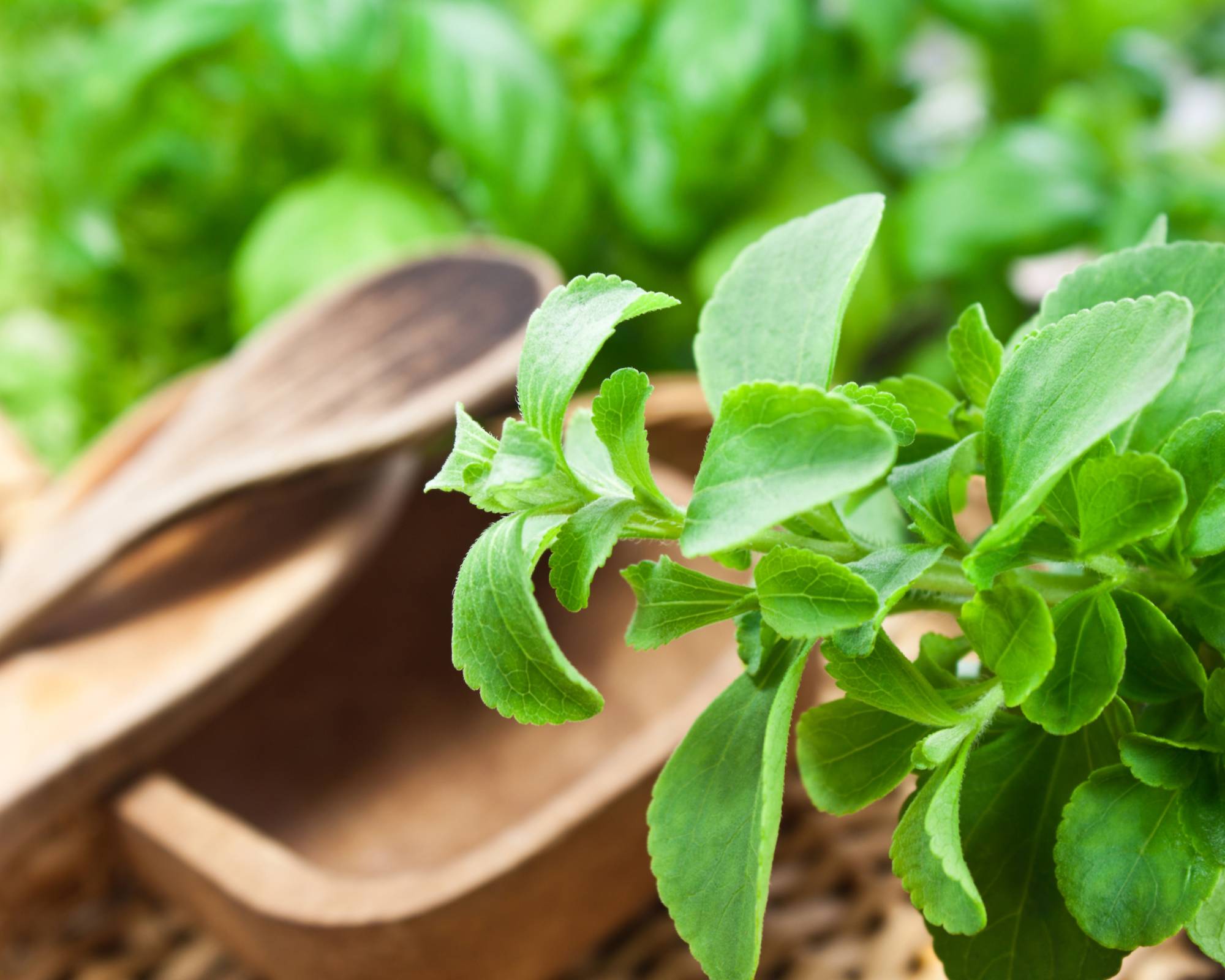 Stevia plant and wooden utensils in kitchen