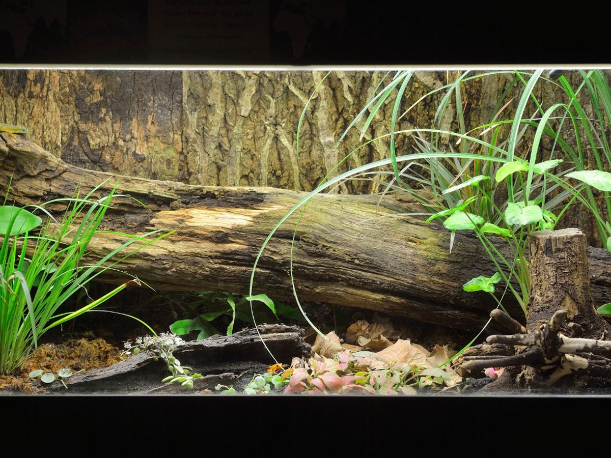 The Definitive Guide To Activated Carbon For Vivarium Use