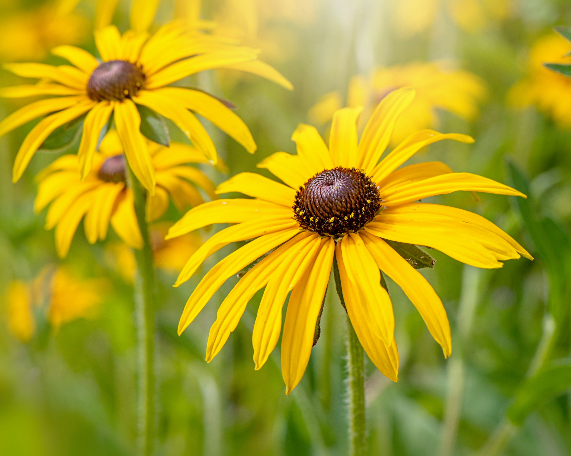 Black-Eyed Susan Deam&amp;rsquo;s or Rudbeckia fulgida var. deamii