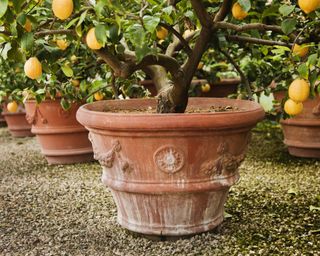 A lemon tree in a large terracotta pot