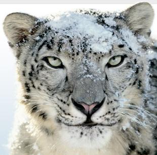 best free vpn osx snow leopard