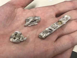 Baby Tylosaurus Fossils