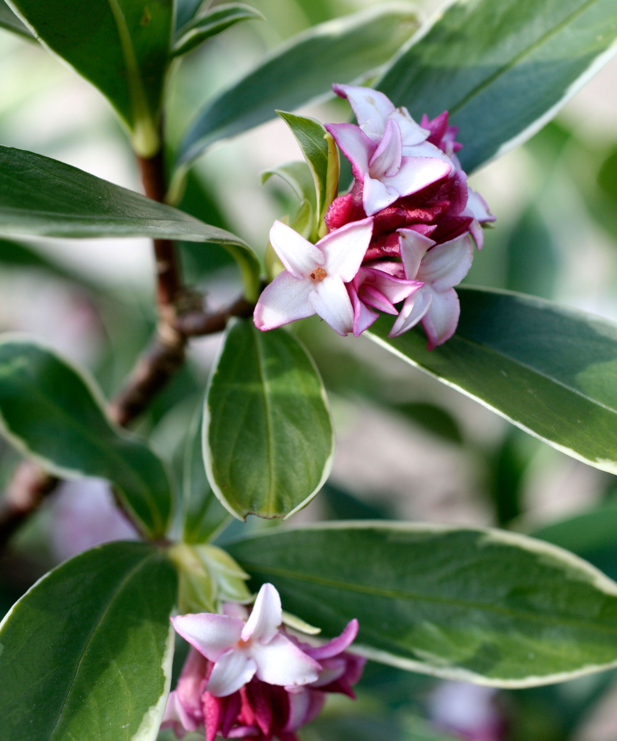 Daphne odora Aureomarginata