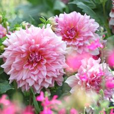 Pink dinner plate dahlia &lsquo;Otto&rsquo;s Thrill&rsquo; in flower